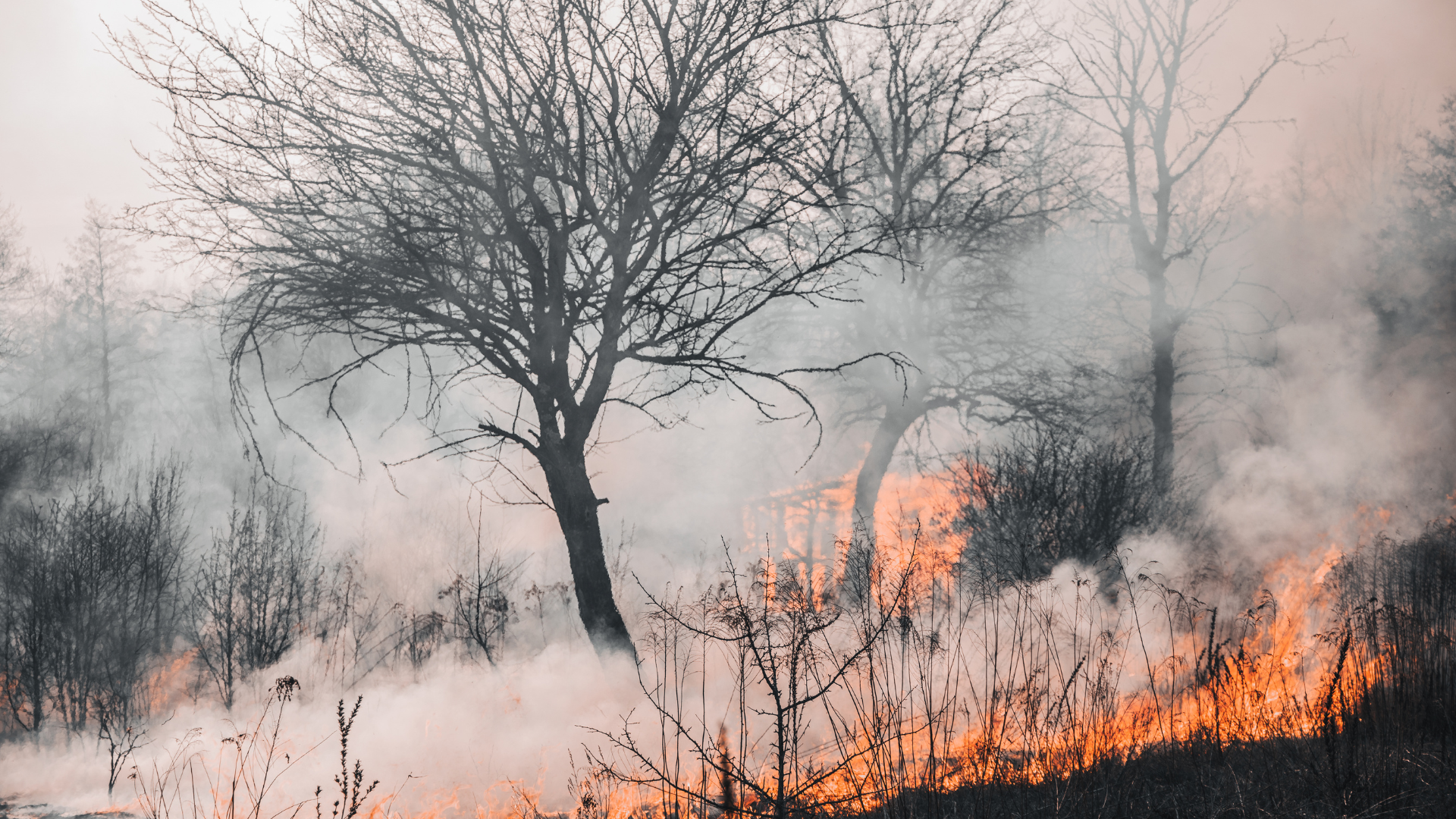  Attivazione della fase di attenzione per gli incendi boschivi su tutto il territorio regionale foto 